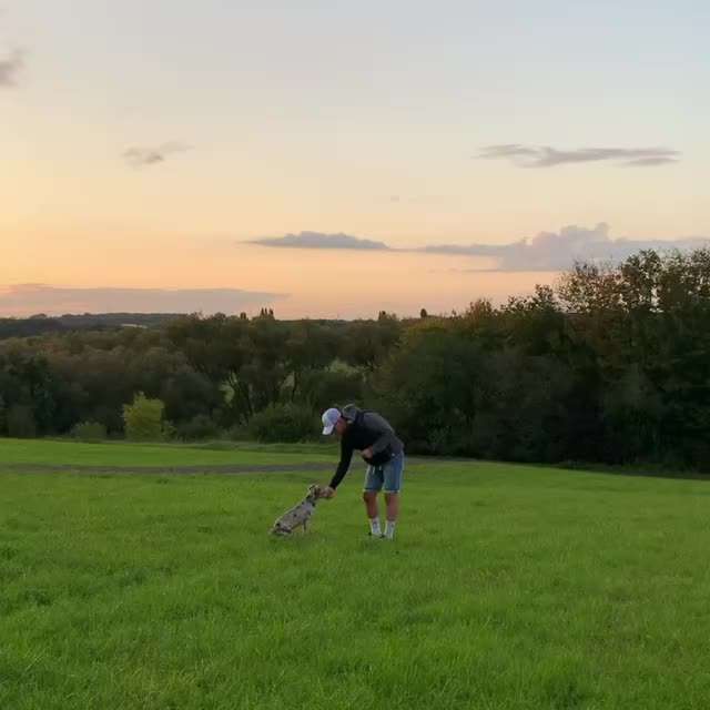 Trickdogging-Beitrag-Bild