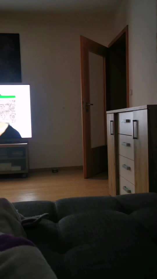 Mein Hund vertraut mir (in der Wohnung) nicht-Beitrag-Bild