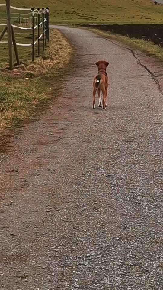 Auslandshündin "pirscht" sich an andere Hunde und Menschen an-Beitrag-Bild