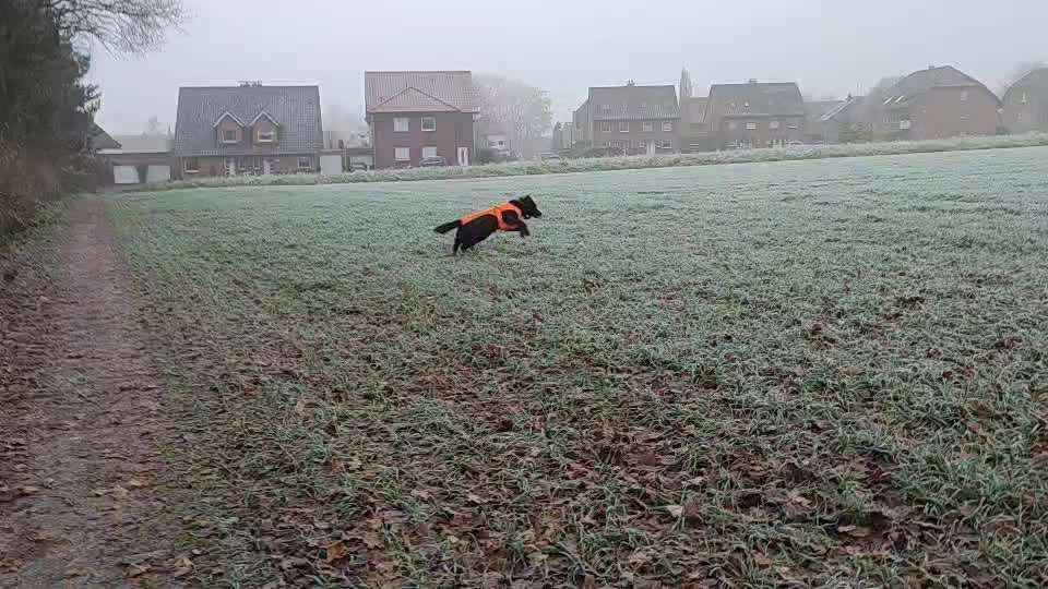 Labradorfans-Beitrag-Bild