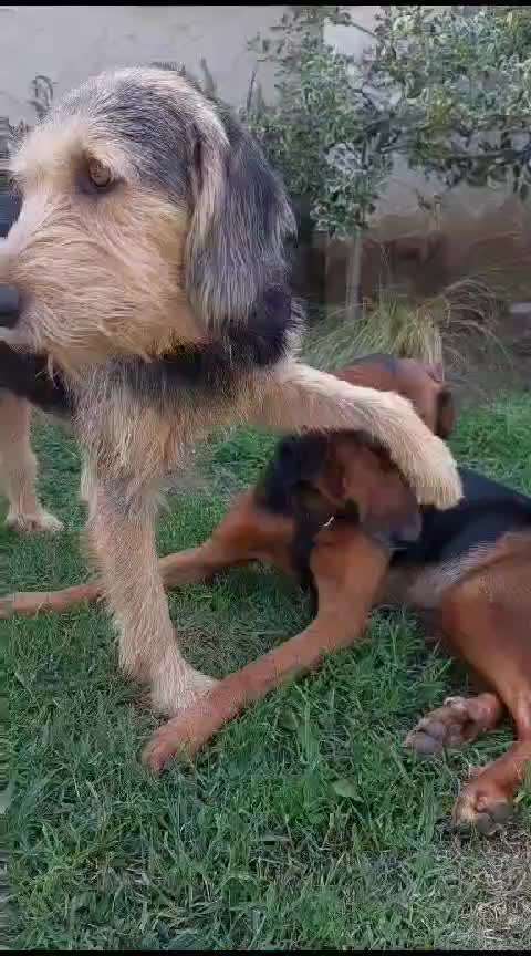 Tierschutzhunde suchen ein Zuhause-Beitrag-Bild