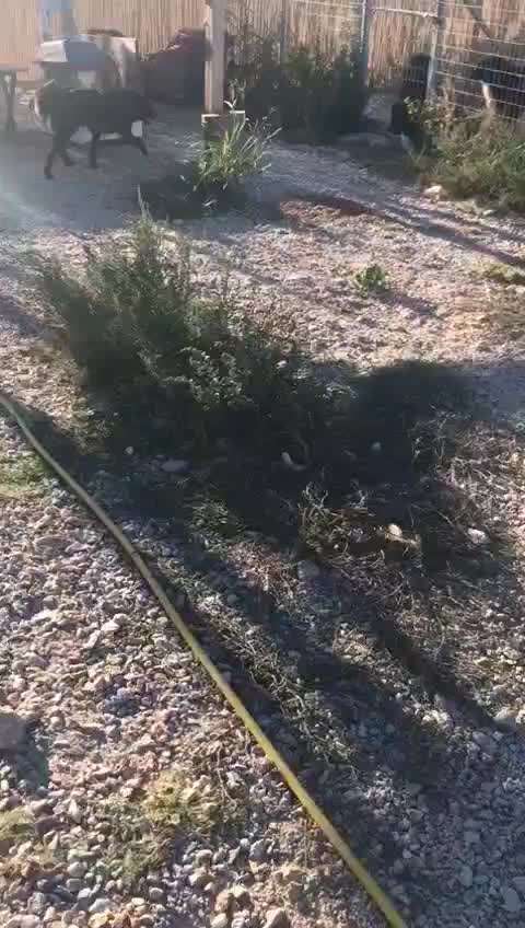 Tierschutzhunde suchen ein Zuhause-Beitrag-Bild