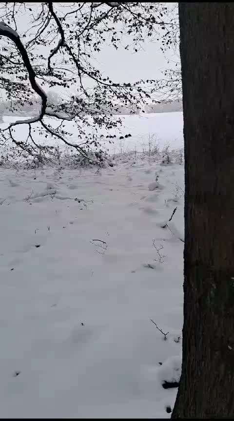 Wild & Hund- Was sollte ich beachten?-Beitrag-Bild