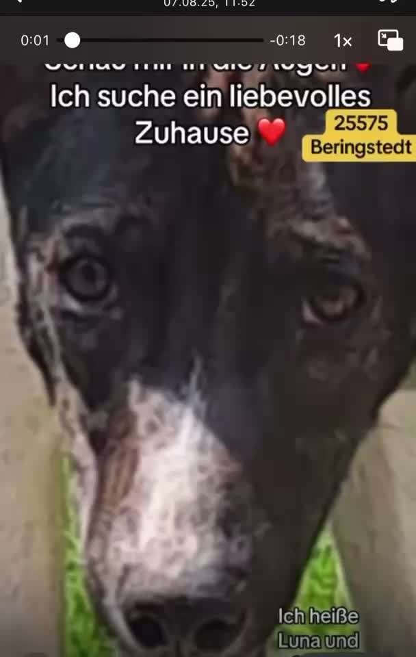 Tierschutzhunde suchen ein Zuhause-Beitrag-Bild