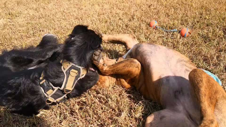 American Bully – Neue Einstufung als gefährlicher Hund in Braunschweig-Beitrag-Bild