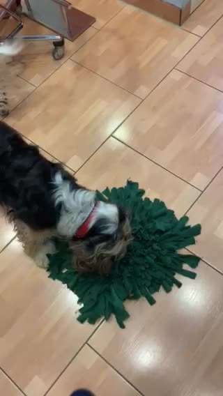 Schnüffelteppich-Beitrag-Bild