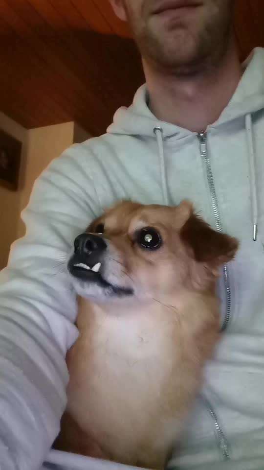 Video-Challange Nr. 9
Der unsinnige Hund-Beitrag-Bild