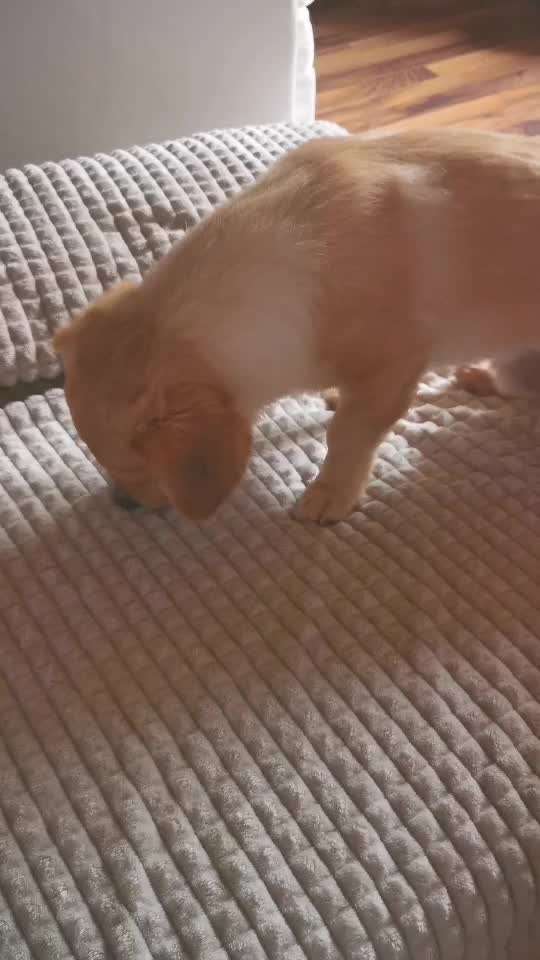 Extremes Schnüffeln und Kontrollieren-Beitrag-Bild