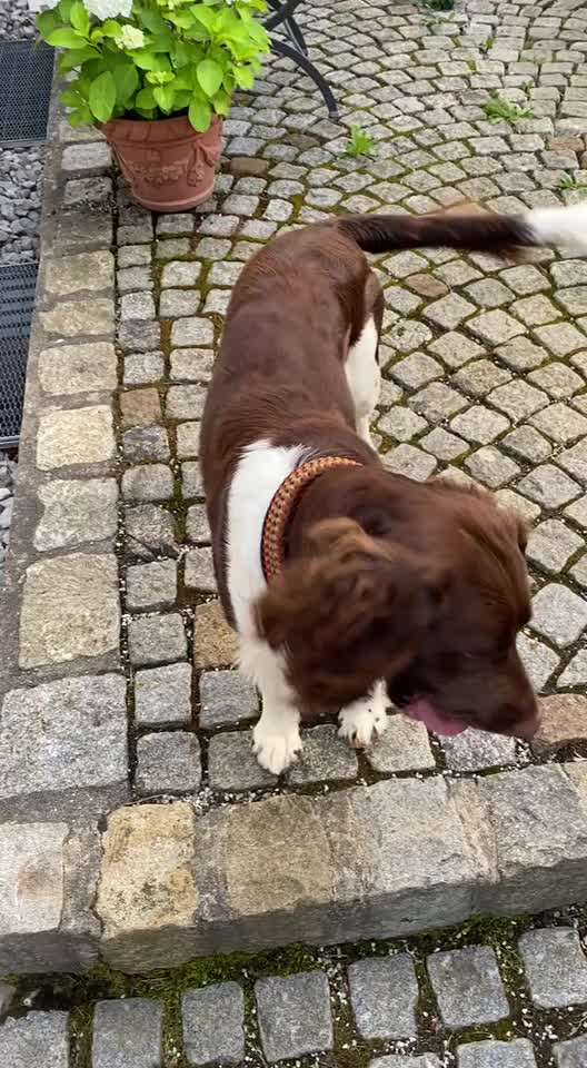 Kleiner Münsterländer!-Beitrag-Bild