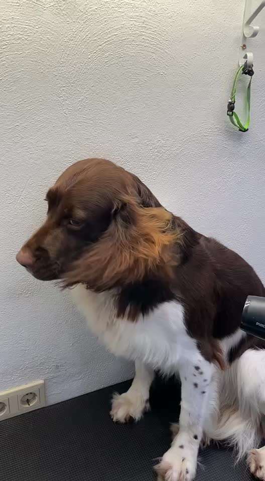 Kleiner Münsterländer!-Beitrag-Bild