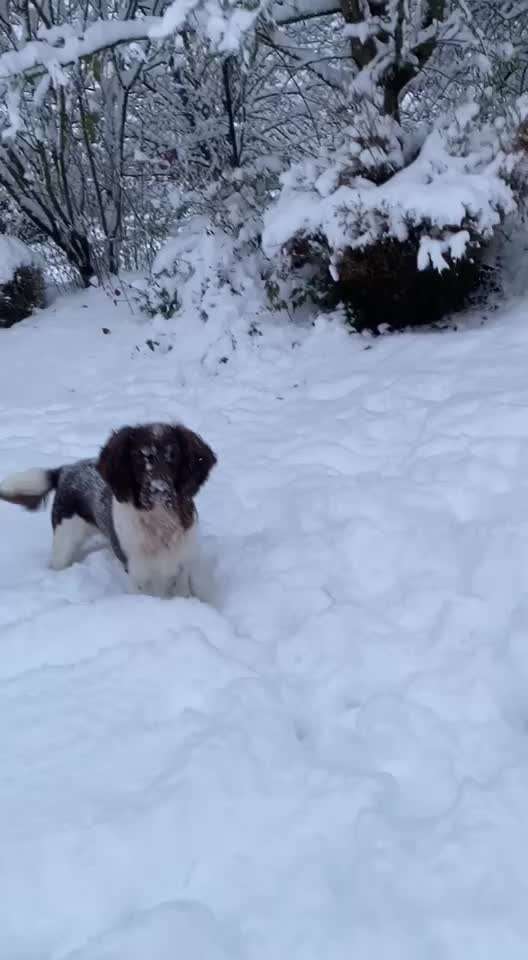 Kleiner Münsterländer!-Beitrag-Bild
