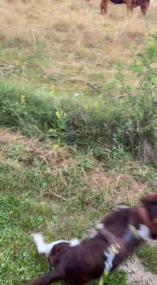 Kleiner Münsterländer!-Beitrag-Bild