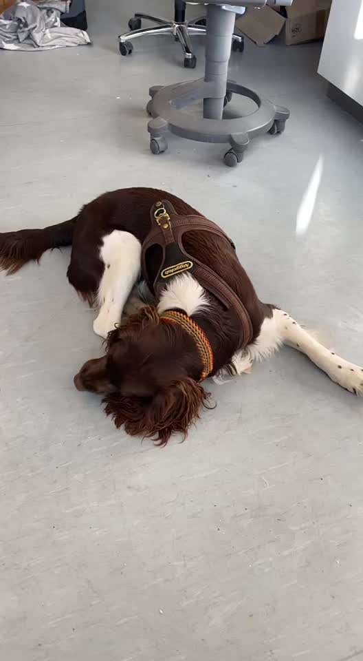 Kleiner Münsterländer!-Beitrag-Bild