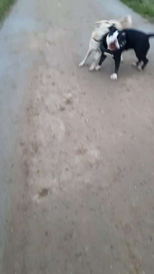 Olde English Bulldogge-Beitrag-Bild