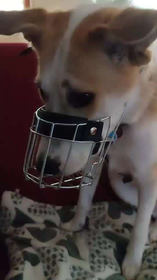 Wie sitzt mein Maulkorb / Maulkorb-Beratung-Beitrag-Bild