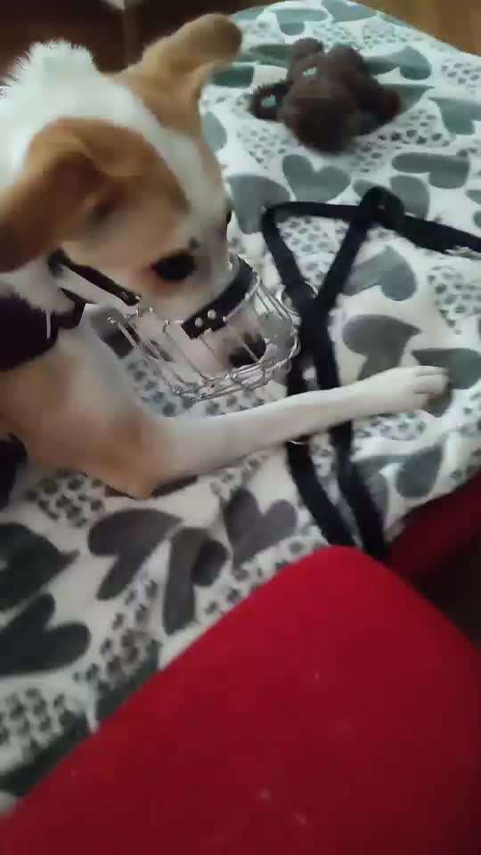 Wie sitzt mein Maulkorb / Maulkorb-Beratung-Beitrag-Bild