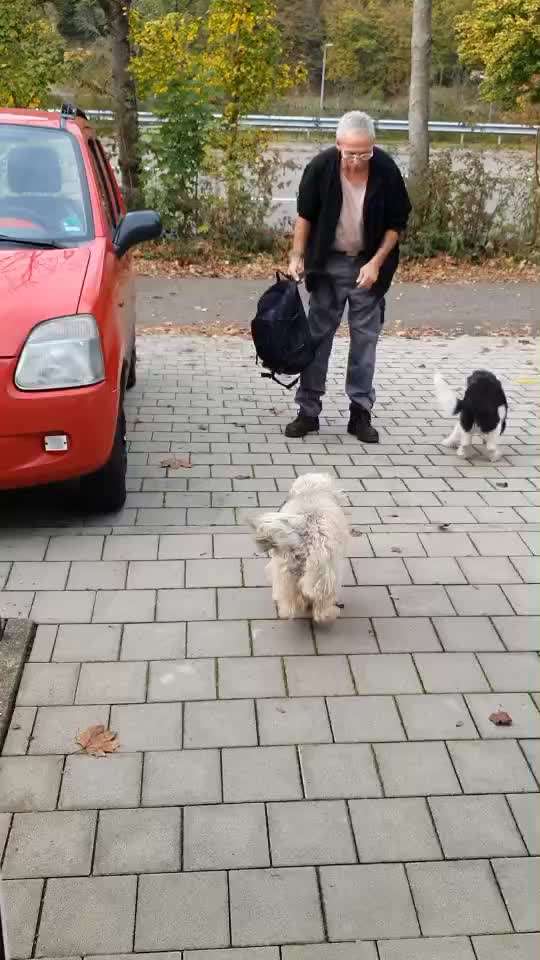 Video Challenge Nr. 12
Ein glücklicher Hund-Beitrag-Bild