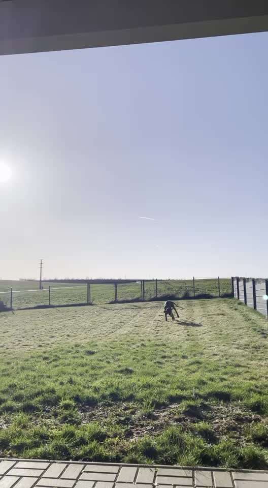 Rhodesian Ridgeback-Beitrag-Bild