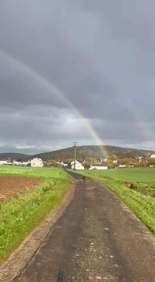 Rhodesian Ridgeback-Beitrag-Bild