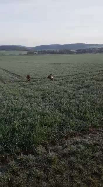 Rhodesian Ridgeback-Beitrag-Bild