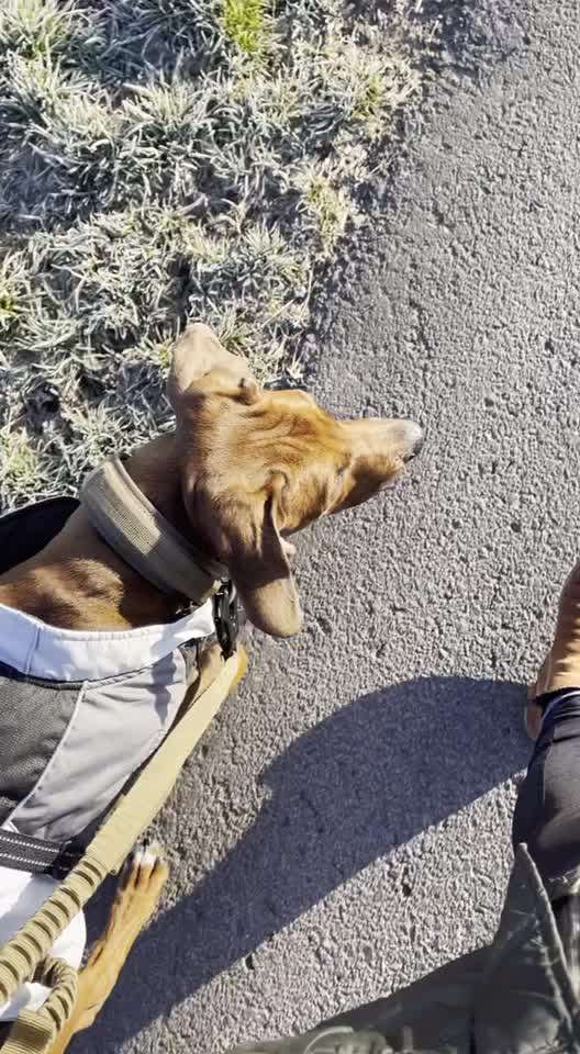 Rhodesian Ridgeback-Beitrag-Bild