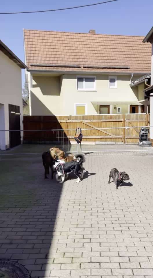 Rhodesian Ridgeback-Beitrag-Bild