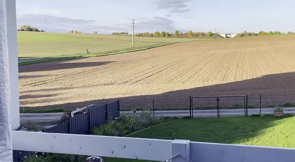 Rhodesian Ridgeback-Beitrag-Bild