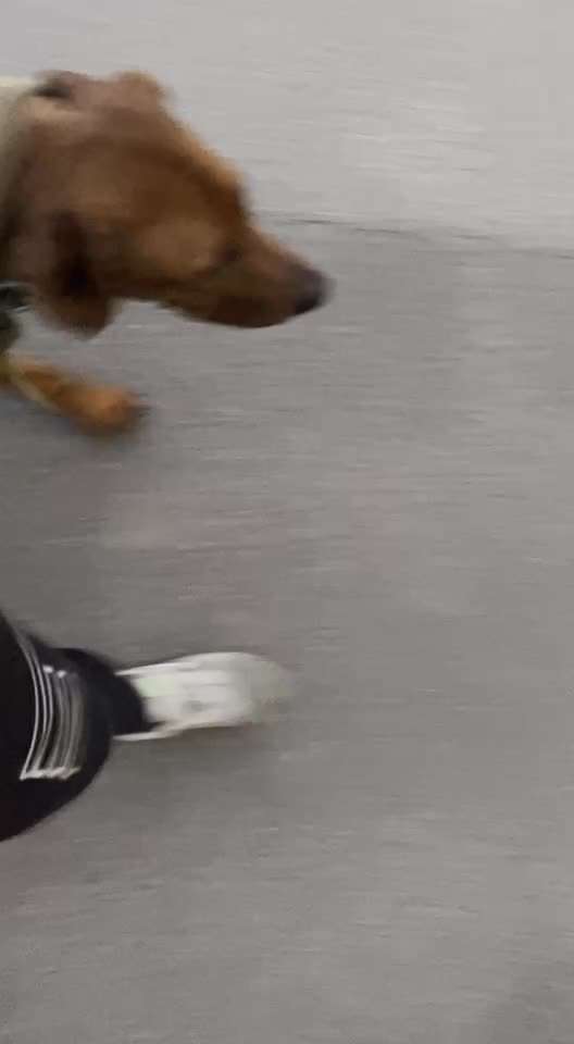 Rhodesian Ridgeback-Beitrag-Bild