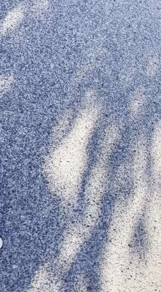 Rhodesian Ridgeback-Beitrag-Bild