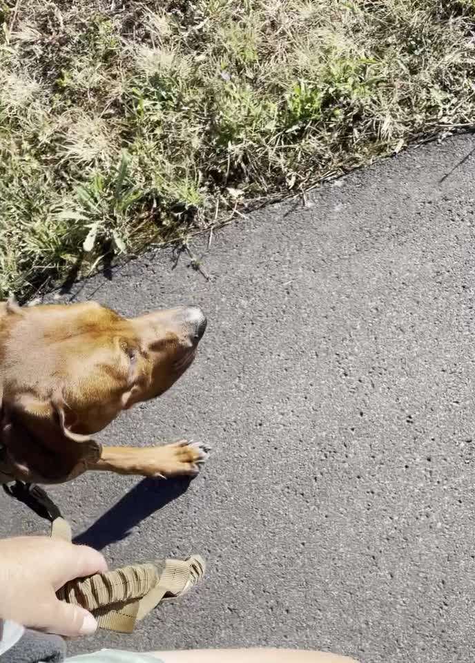 Rhodesian Ridgeback-Beitrag-Bild