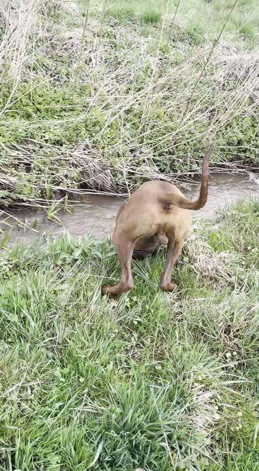 Rhodesian Ridgeback-Beitrag-Bild