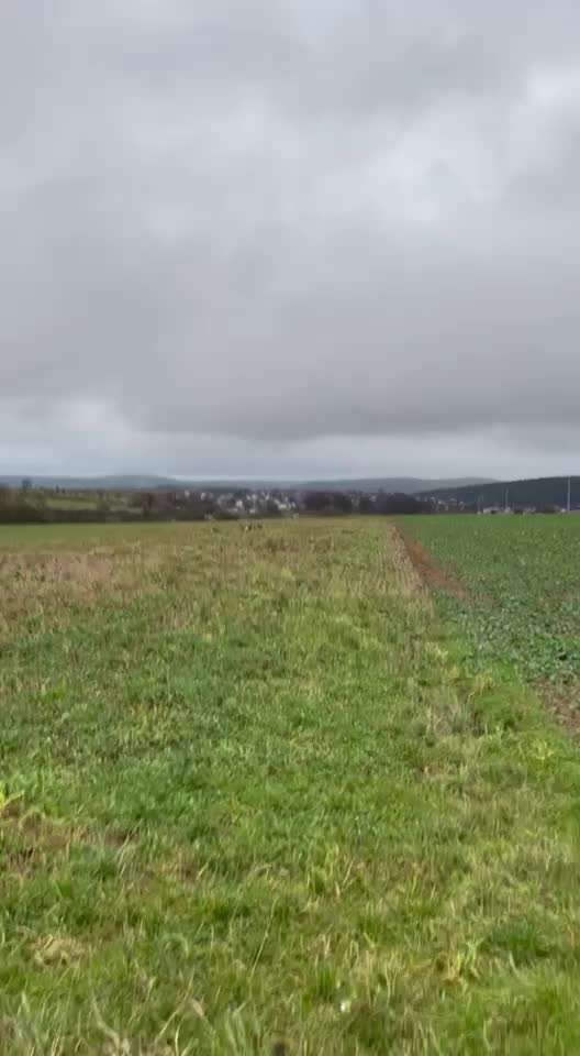 Rhodesian Ridgeback-Beitrag-Bild