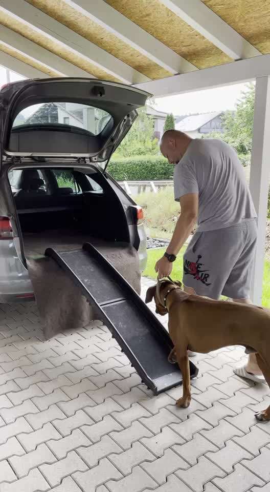 Rhodesian Ridgeback-Beitrag-Bild