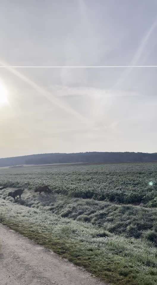 Rhodesian Ridgeback-Beitrag-Bild