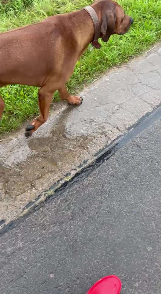 Rhodesian Ridgeback-Beitrag-Bild