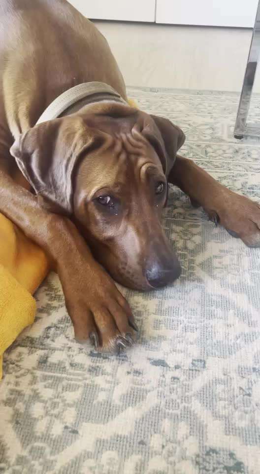 Rhodesian Ridgeback-Beitrag-Bild