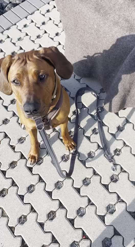 Rhodesian Ridgeback-Beitrag-Bild