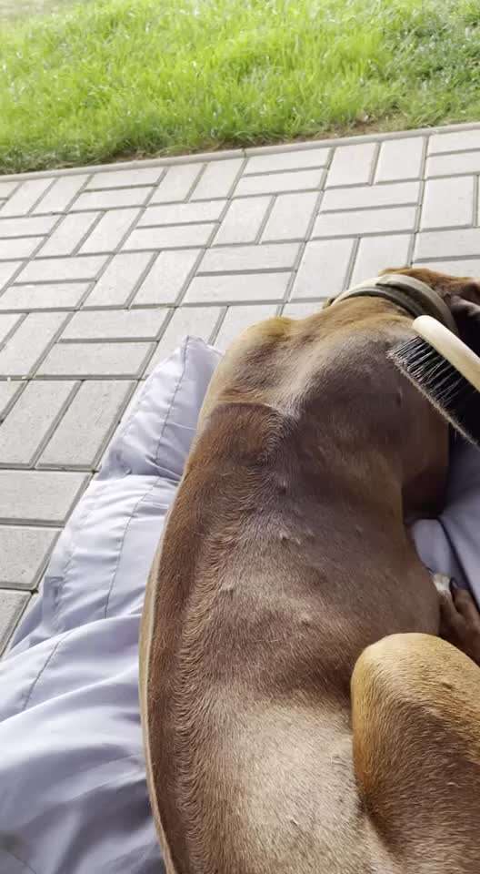 Rhodesian Ridgeback-Beitrag-Bild