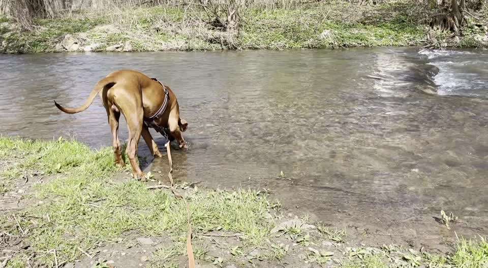 Rhodesian Ridgeback-Beitrag-Bild