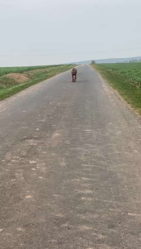 Rhodesian Ridgeback-Beitrag-Bild