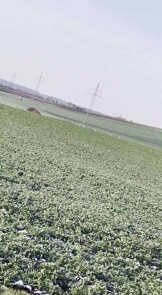 Rhodesian Ridgeback-Beitrag-Bild