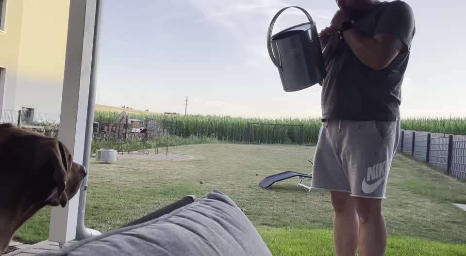 Rhodesian Ridgeback-Beitrag-Bild