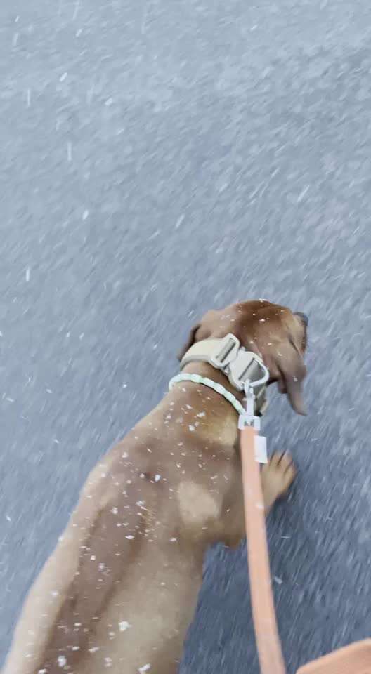 Rhodesian Ridgeback-Beitrag-Bild