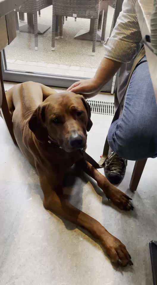 Rhodesian Ridgeback-Beitrag-Bild