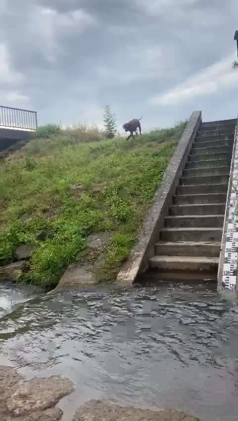 Rhodesian Ridgeback-Beitrag-Bild