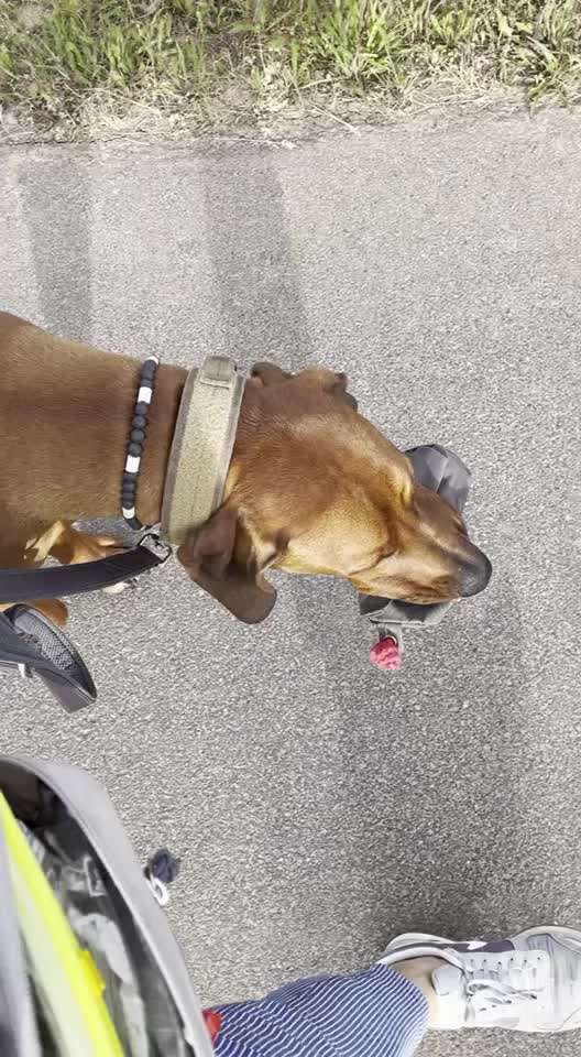 Rhodesian Ridgeback-Beitrag-Bild