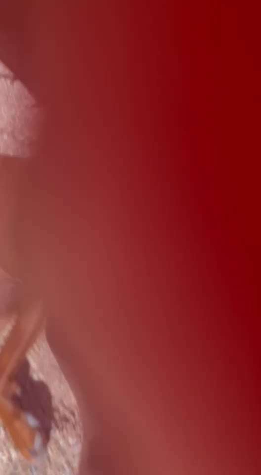 Rhodesian Ridgeback-Beitrag-Bild