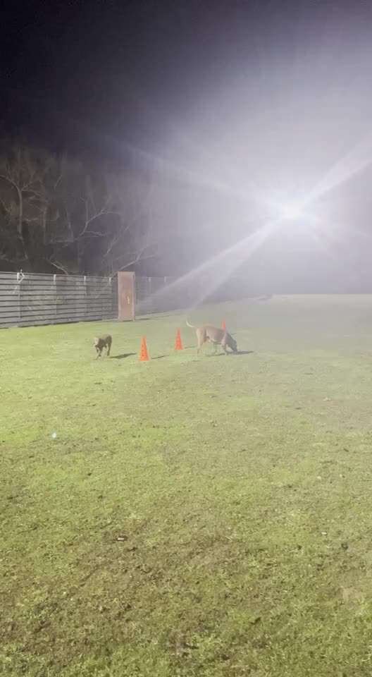 Rhodesian Ridgeback-Beitrag-Bild