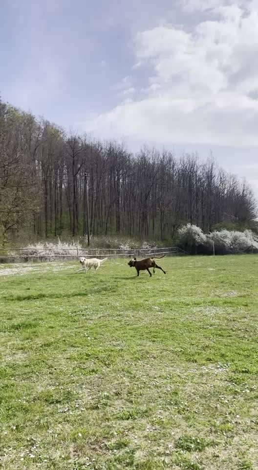 Rhodesian Ridgeback-Beitrag-Bild
