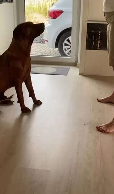 Rhodesian Ridgeback-Beitrag-Bild